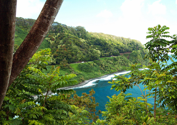 Valley Isle Excursions Road to Hana Road to Hana Cliffs with Trees 