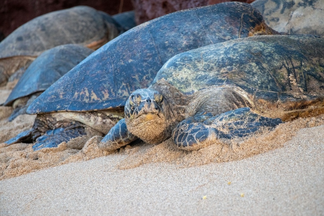 Turtles On Maui Beach
