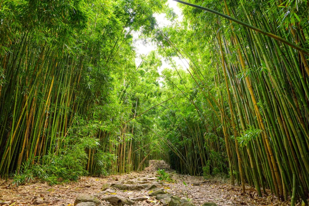 Pipiwai Trail Bamboo Pools of Oheo Road to Hana Maui
