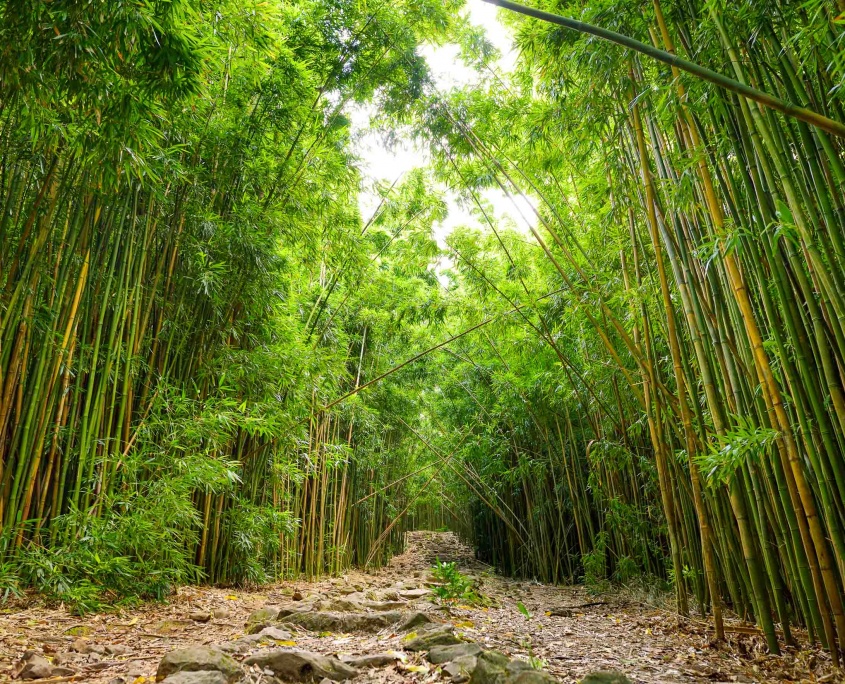Pipiwai Trail Bamboo Pools of Oheo Road to Hana Maui