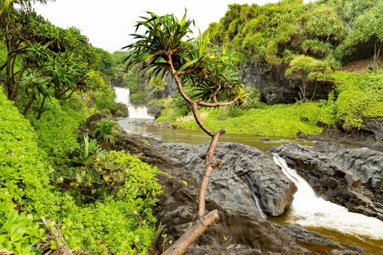Pools of Oheo Waterfall Pools and Hala Tree Kipahulu road to Hana Maui feature