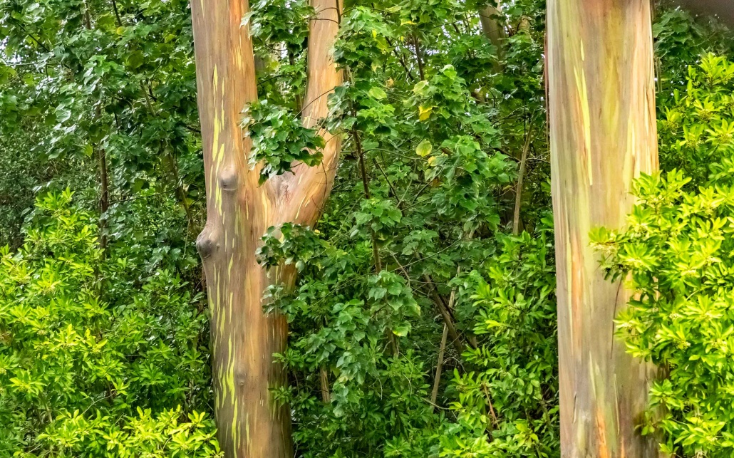 Rainbow Eucalyptus Trees Road to Hana Maui