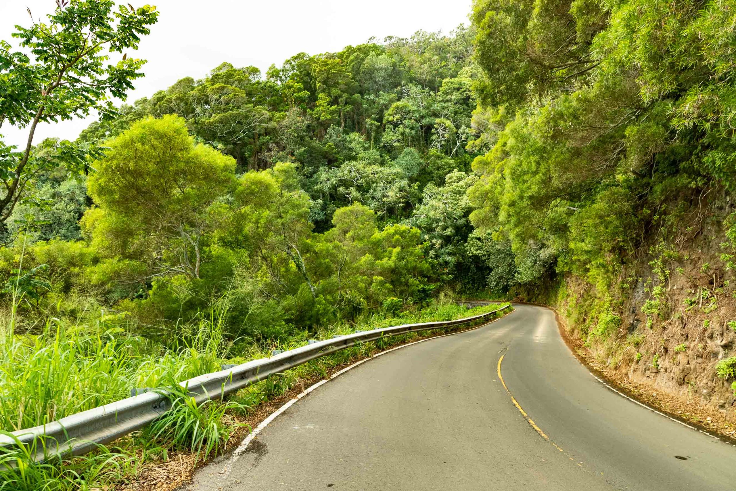 Road To Hana Narrow Road and Forest Maui