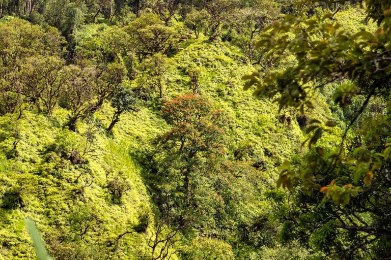 road to hana scenic maui