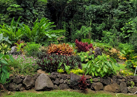 hawaiianstyle luxury full circle hana tour plant 