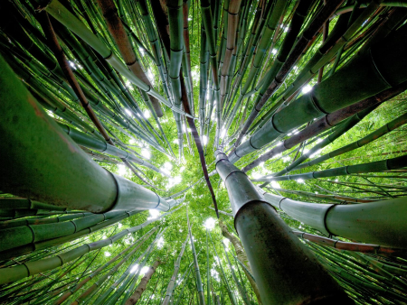 Bamboo Forest Maui