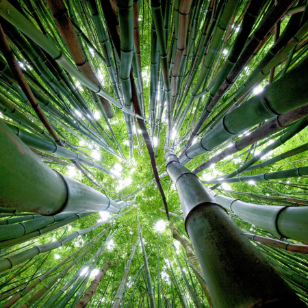 Bamboo Forest Maui