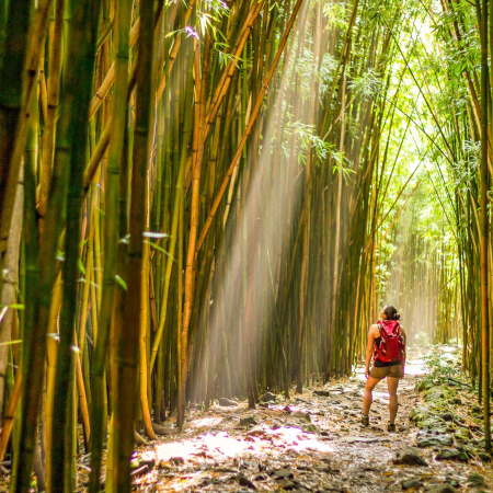 holoholomauitours bamboo forest visitor hiking