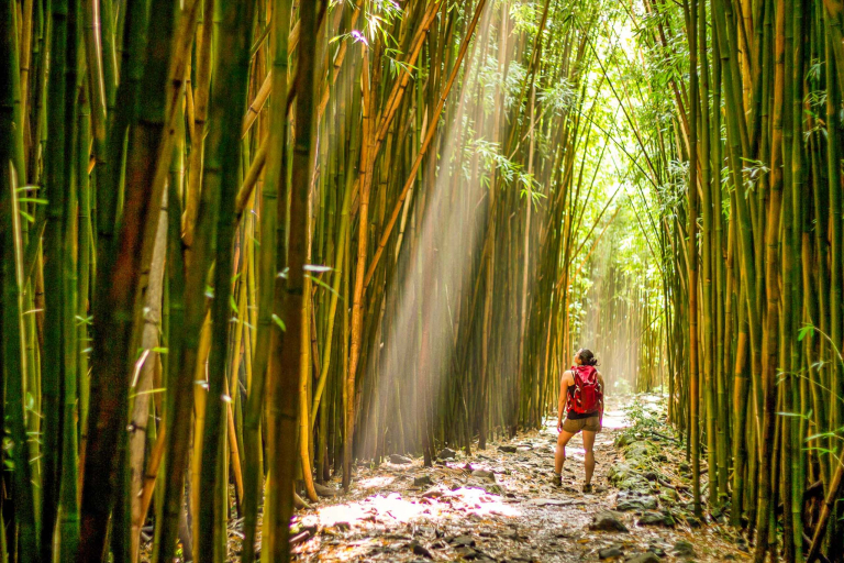 Private Bamboo Forest Trek