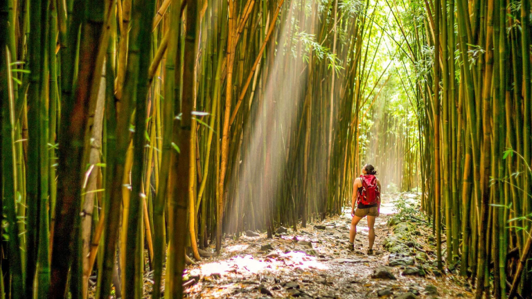 Private Bamboo Forest Trek