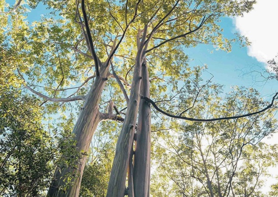 holoholomauitours big tree slider