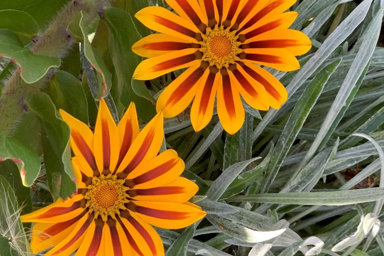 holoholomauitours flower