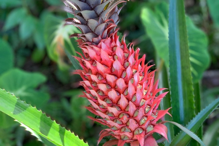 holoholomauitours pink pineapple