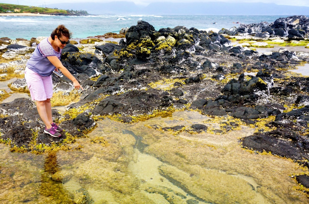 Tide Pools Hana Bound Tide Pools Hana Bound