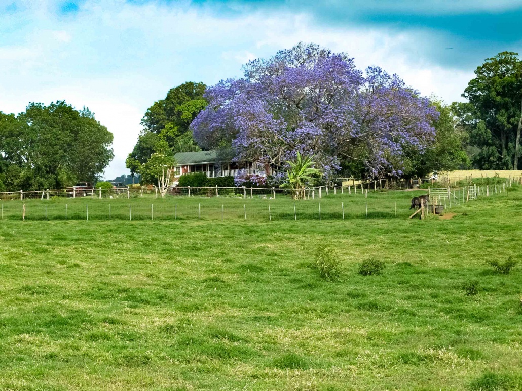 Jakaranda Tree and Ranch House Upcountry Maui