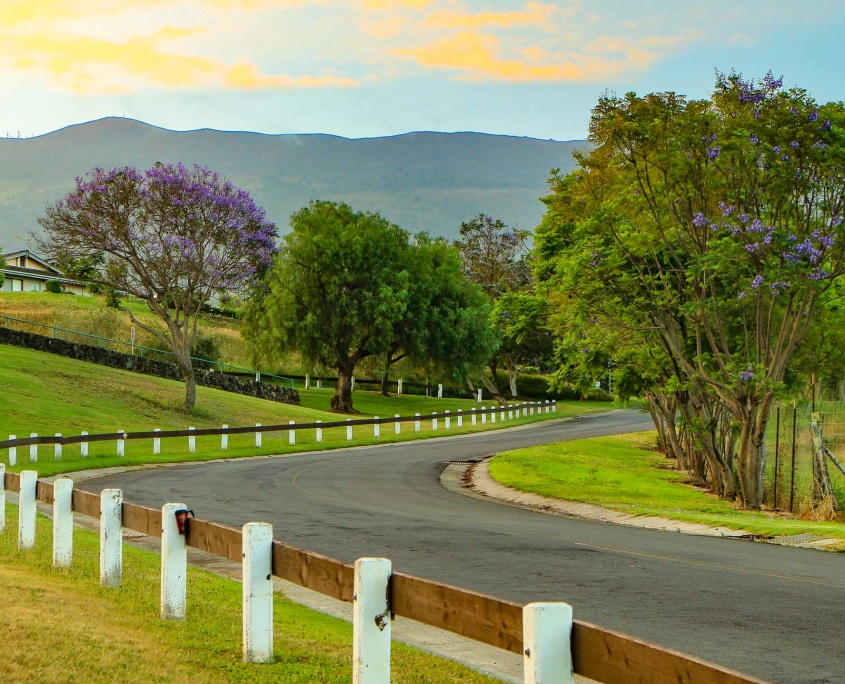 Kula Street and Jacaranda Upcountry Maui