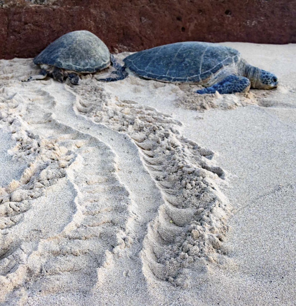 Turtle Tracks CR Maui Hawaii