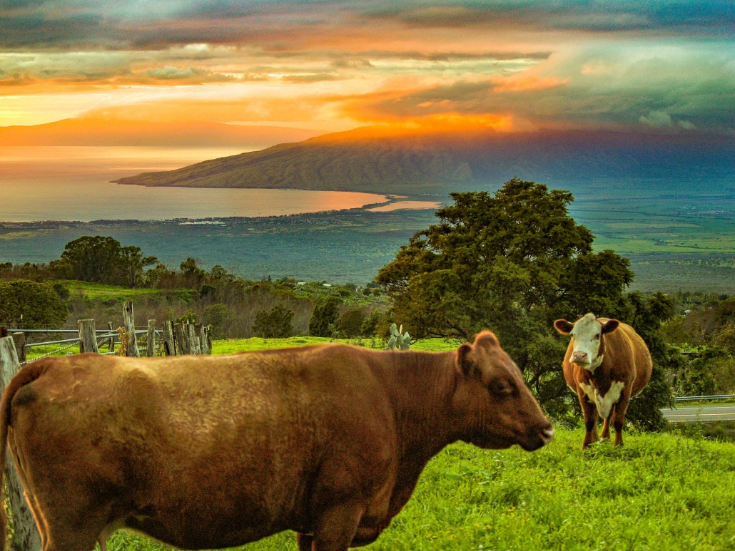 Upcountry Kula Cows at Sunset Maui