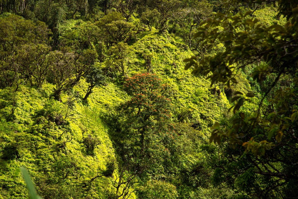 a gorgeous rainforest valley on maui