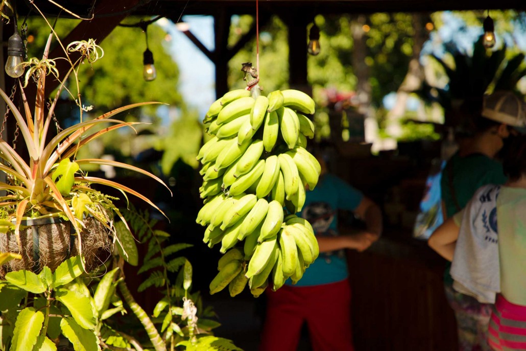 banana hana fresh farm maui hawaii