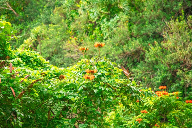 beautiful hana flowers maui