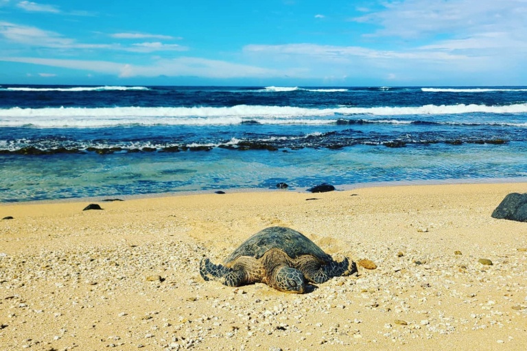 hikemaui kayak snorkel waterfall hike combo green turtle
