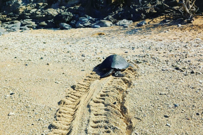 hikemaui kayak snorkel waterfall hike combo green turtle crawling