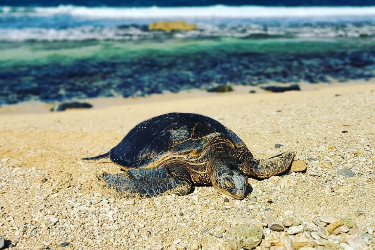 hikemaui kayak snorkel waterfall hike combo green turtle sleeping