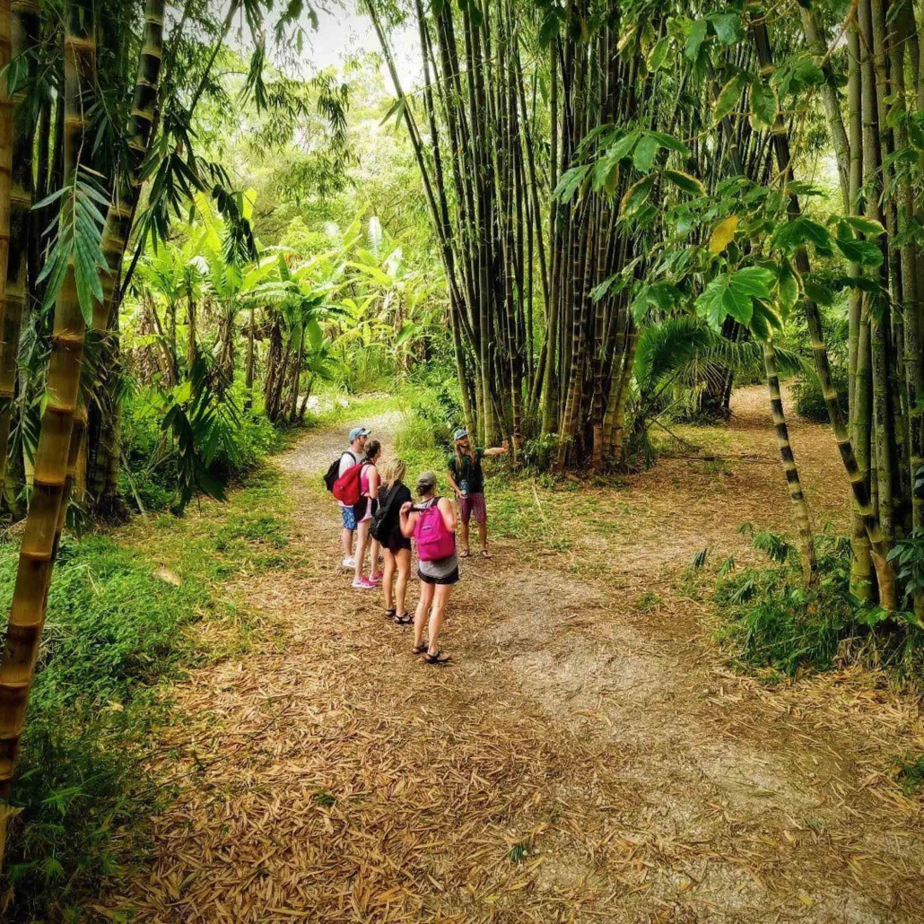 kayak snorkel waterfall hike combo through the deep jungle hike maui