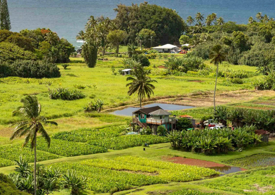 keanae peninsula taro fields road to hana maui 