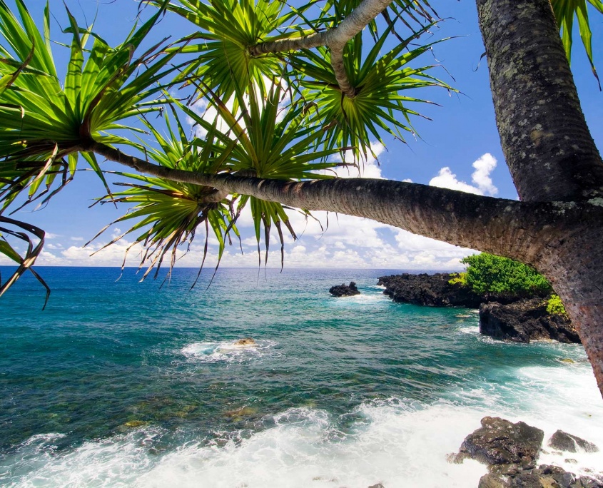 palm tree northern coastline road to hana maui hawaii 