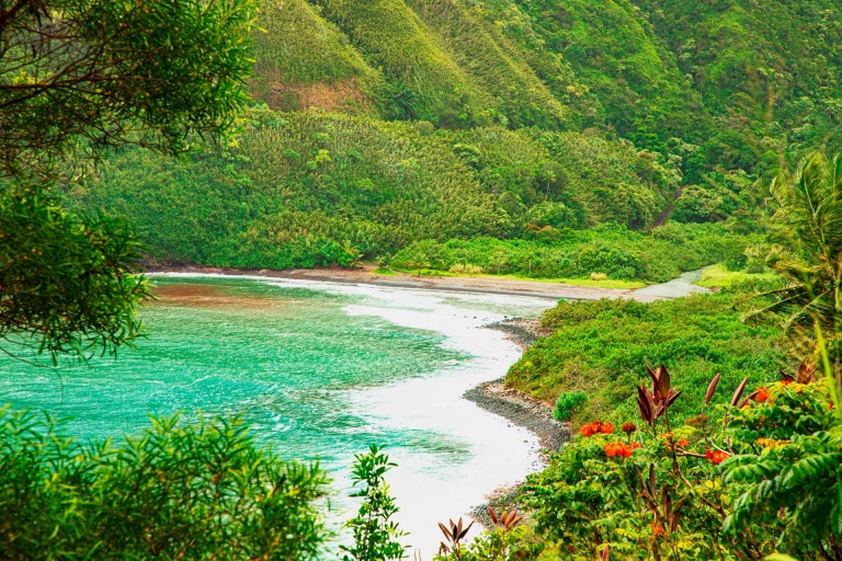 pretty hawaiian flowers and hana coast maui