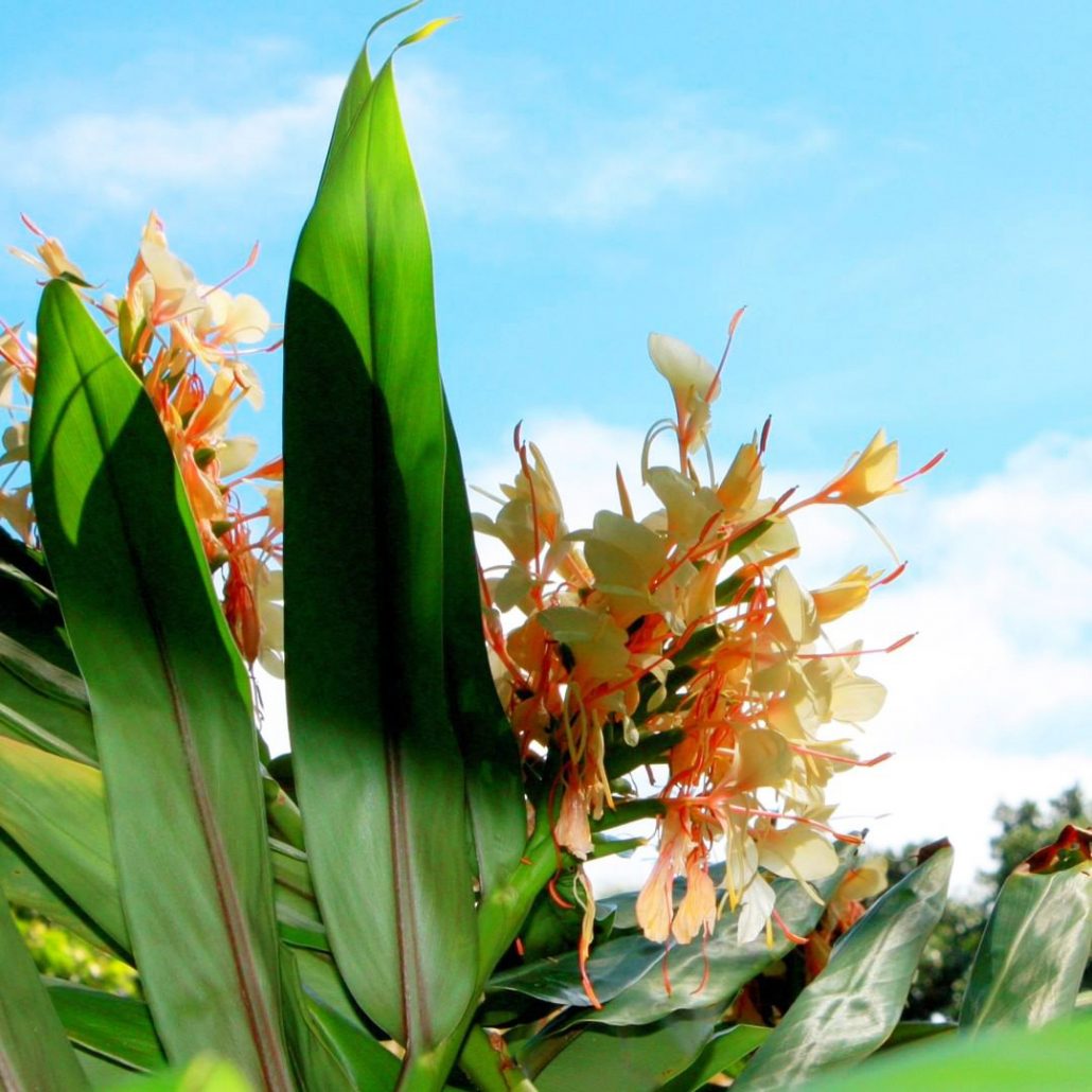 beautiful flowers maui jungle zip