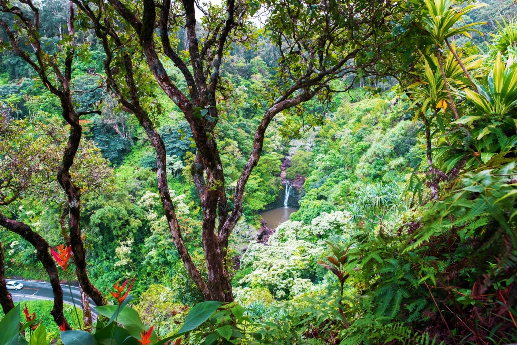 garden of eden maui