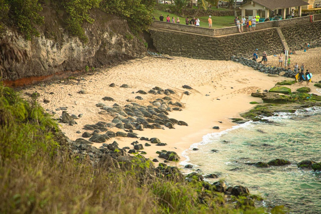giant sea turtles at hookipa beach park paia maui hawaii