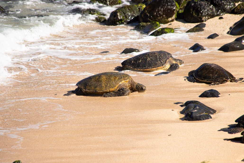 large group of green sea turtle resting on hookipa beach maui hawaii