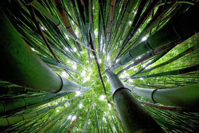 bamboo forest maui feature
