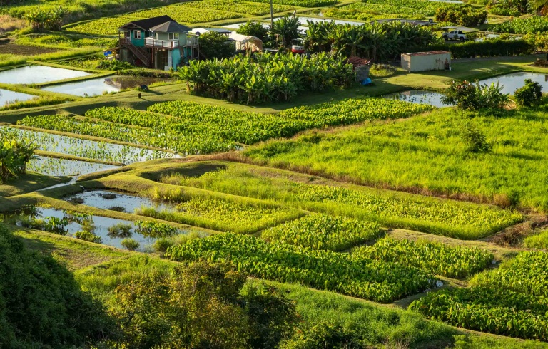 Keanae Peninsula Taro Fields Road to Hana Maui