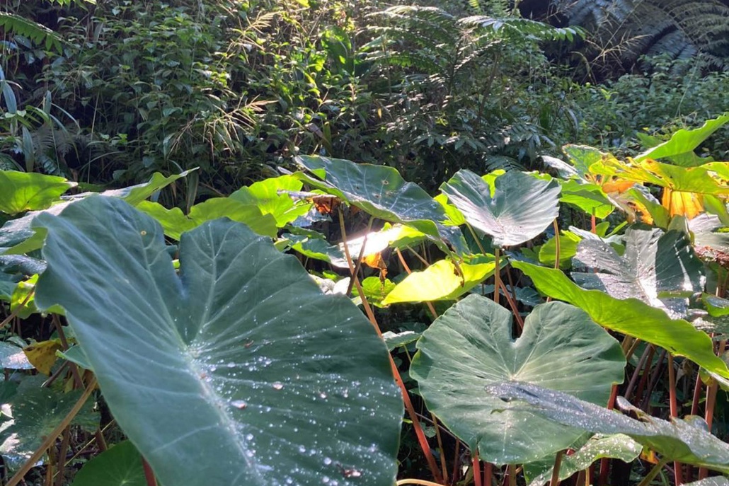 Maui Rainforest Kokedama, Fresh Grown Organic Maui Moss – Lehua's Forest,  Flower Arrangements & Fruit Trees