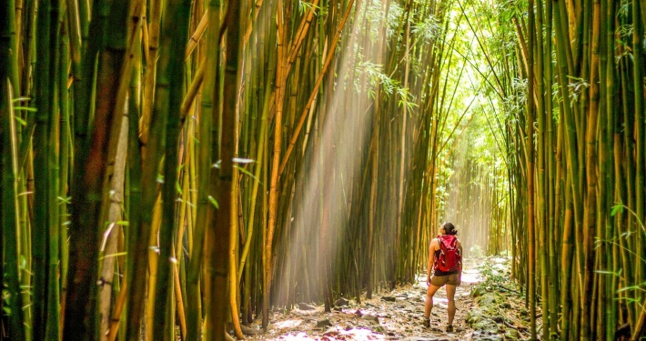holoholomauitours bamboo forest visitor hiking 