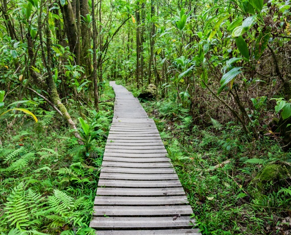 Jungle Hike On Boardwalk Along Pipiwai Trail In Maui,Hawaii Jungle Hike On Boardwalk Along Pipiwai Trail In Maui,Hawaii