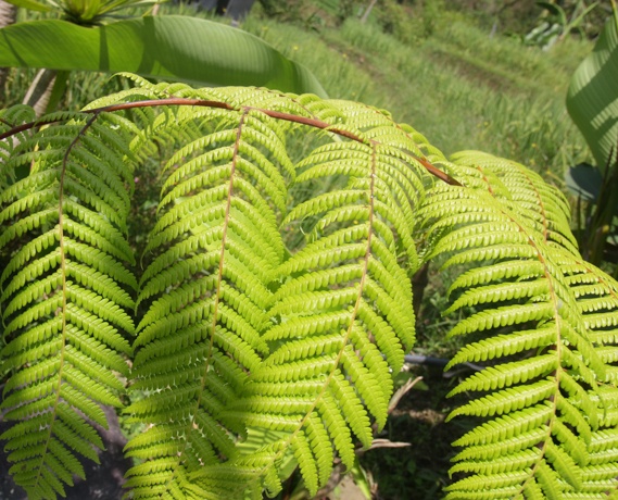 Hawaiian Tree Fern Hawaiian Tree Fern