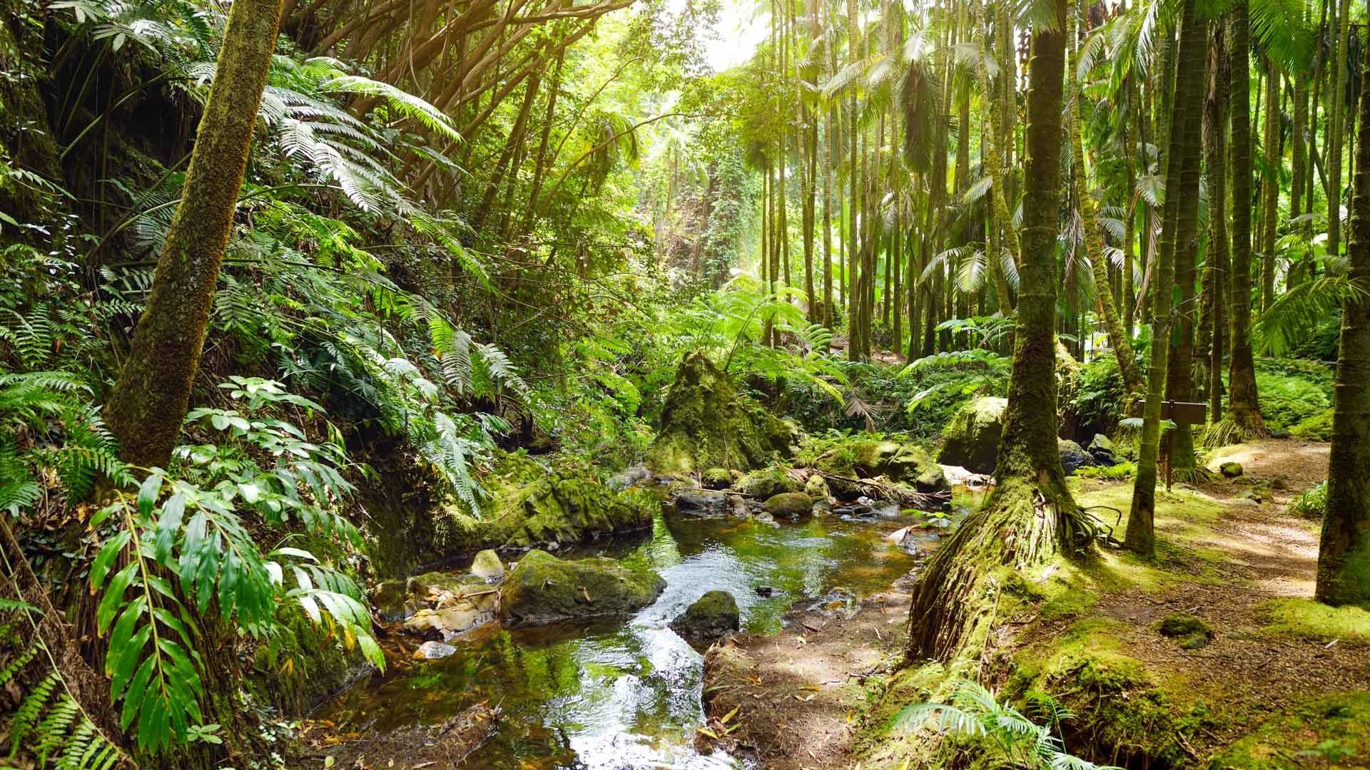 Exploring Paradise: Rainforest Plants On The Road To Hana