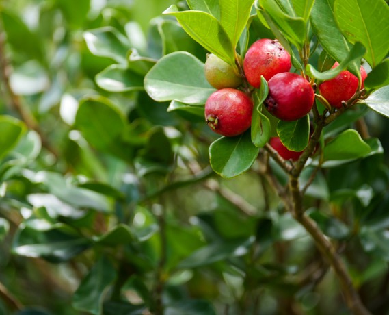 Red Strawberries, Guava Branch On A Tree At Oahu Red Strawberries, Guava Branch On A Tree At Oahu