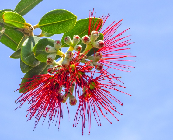 The Ohia Lehua Tree The Ohia Lehua Tree